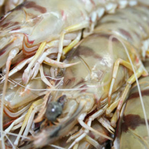 Langostinos Pablo Romero 90€/KG